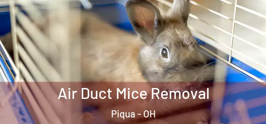  Air Duct Mice Removal Piqua - OH